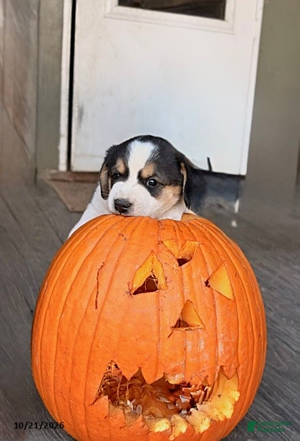 Mixed Breed dogs Oreo - Ad 2
