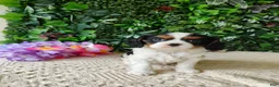 Cavalier King Charles Spaniel dogs for sale: Lexi - Ad 10