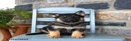 Gerberian Shepsky dogs for sale: Polar - Ad 5