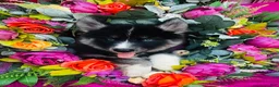 Siberian Husky dogs for sale: Kallie  - Ad 5