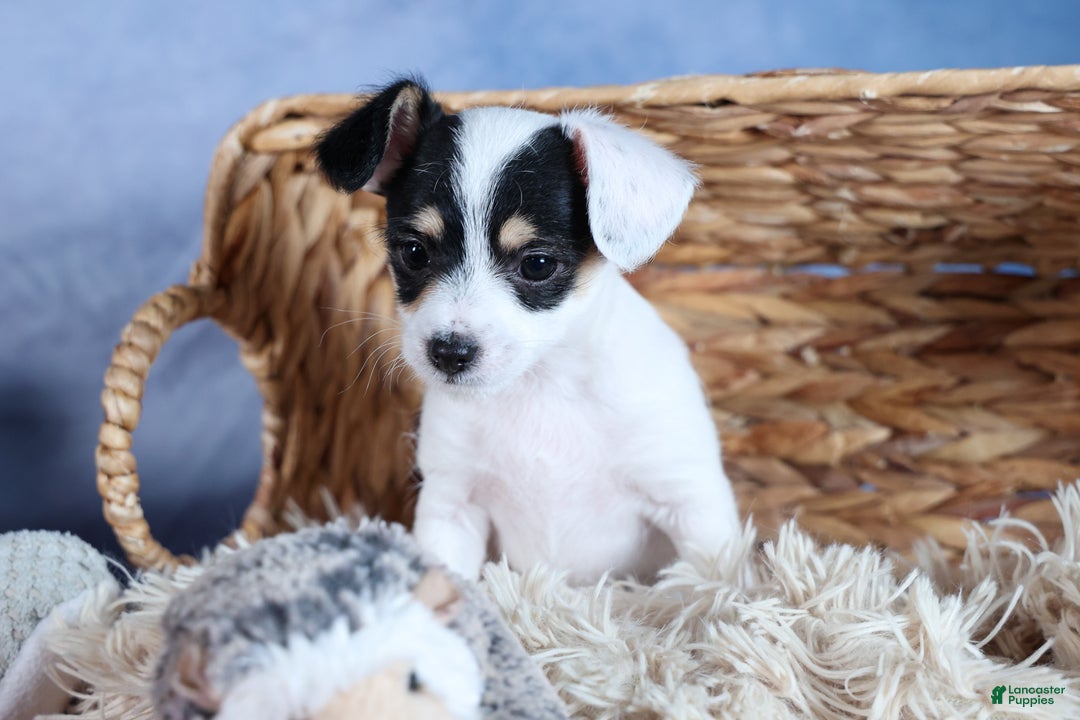 Chipoo dogs for sale: Kisses - Ad 22