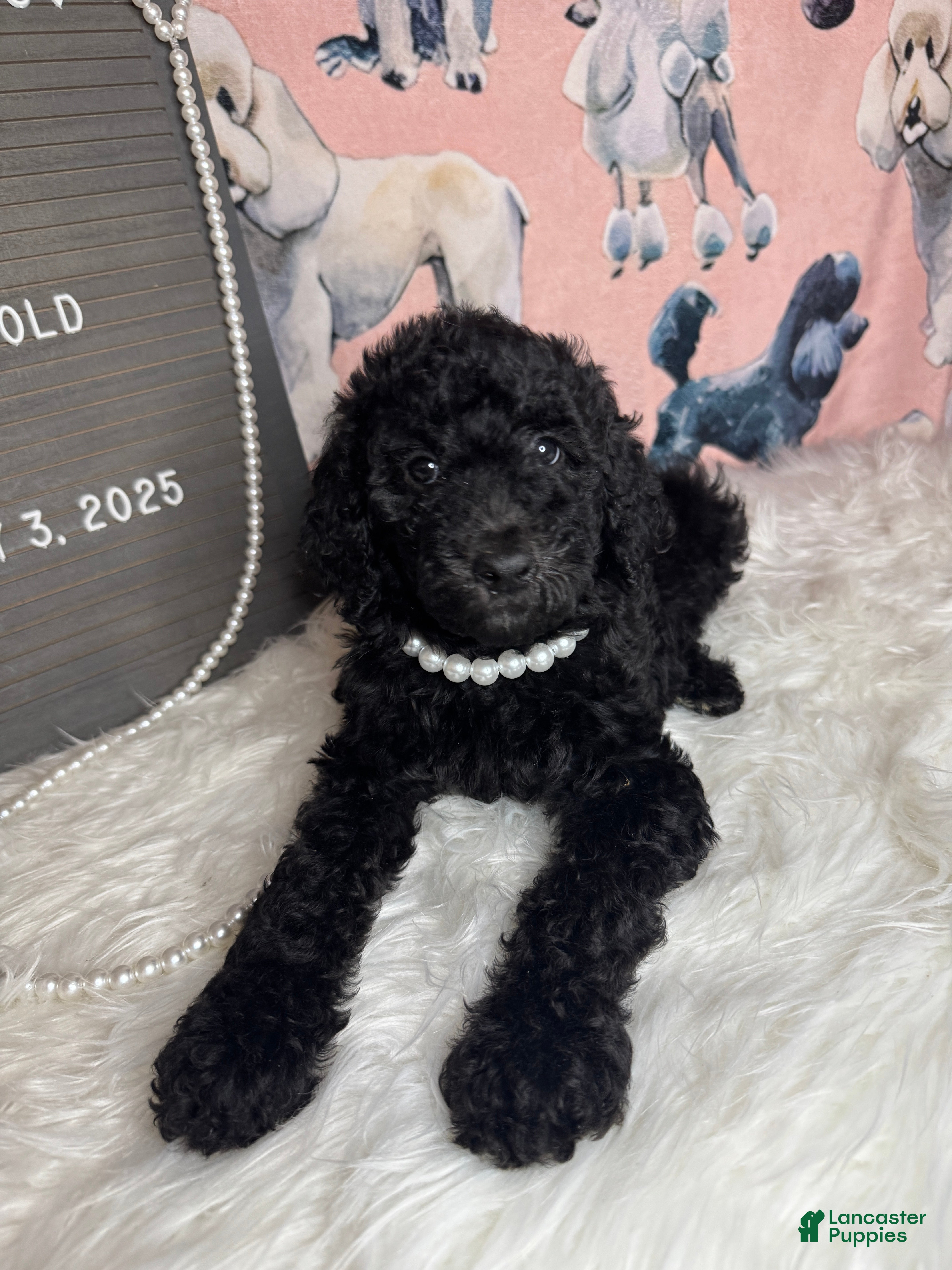 Standard Poodle dogs Standard Poodle Puppy 5 - Ad 3