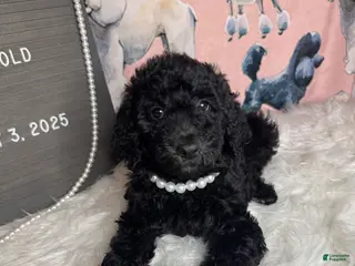 Standard Poodle dogs Standard Poodle Puppy 5 - Ad 15