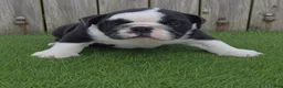 English Bulldog dogs for sale: Lucy - Ad 6