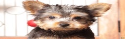 Yorkshire Terrier dogs for sale: Nico - Ad 1