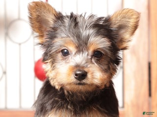 Yorkshire Terrier dogs Nico - Ad 4