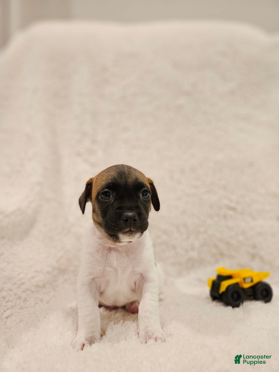 Rat Terrier dogs Rocky - Ad 4