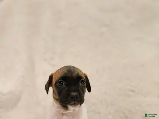 Rat Terrier dogs Rocky - Ad 4