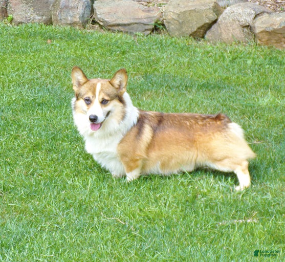 Gallery Image {{count}}