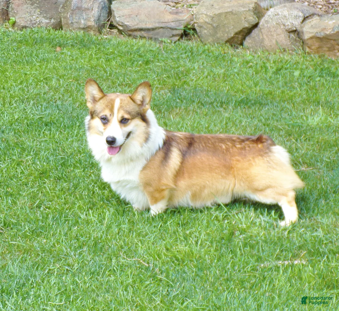 Gallery Image {{count}}