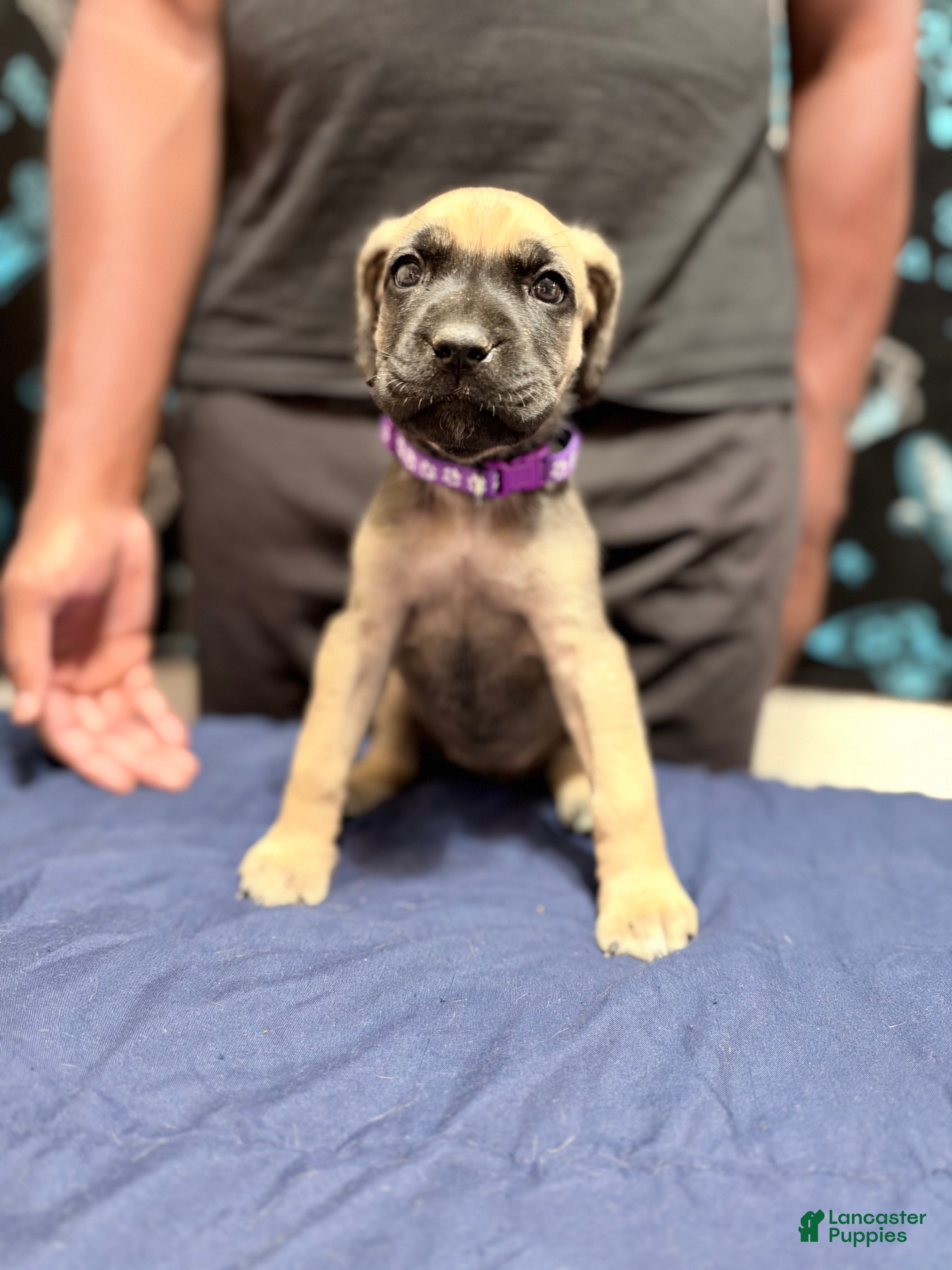 Cane Corso dogs Queen- purple collar 2  - Ad 39