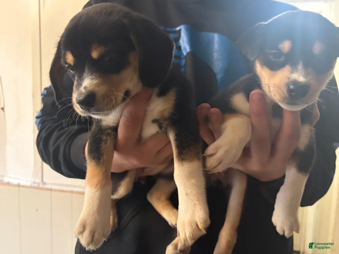 Siberian Husky dogs for stud: 5 cane corso/Siberian husky - Ad 2