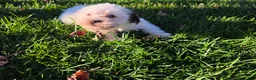 Havanese dogs for sale: Havanese 26105-03 (female) - Ad 1