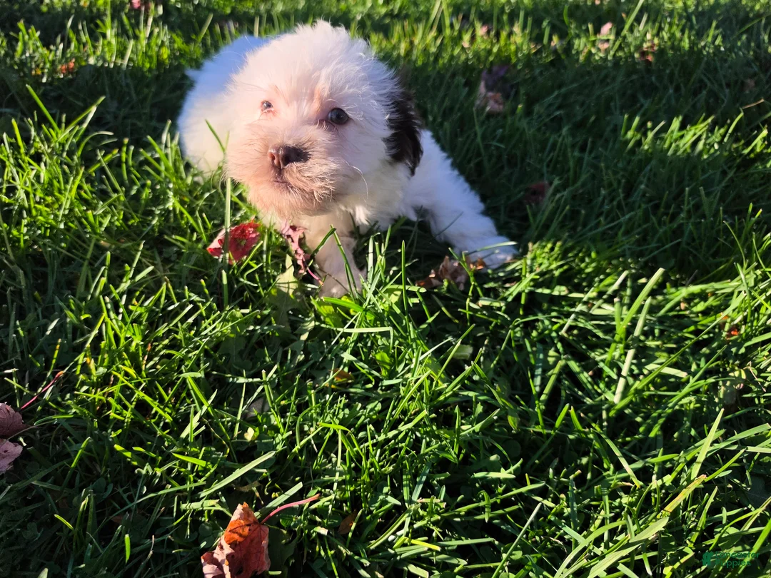 Havanese dogs for sale: Havanese 26105-03 (female) - Ad 1