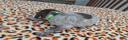 German Shorthaired Pointer dogs for sale: German Shorthaired Pointer Reed - Ad 4