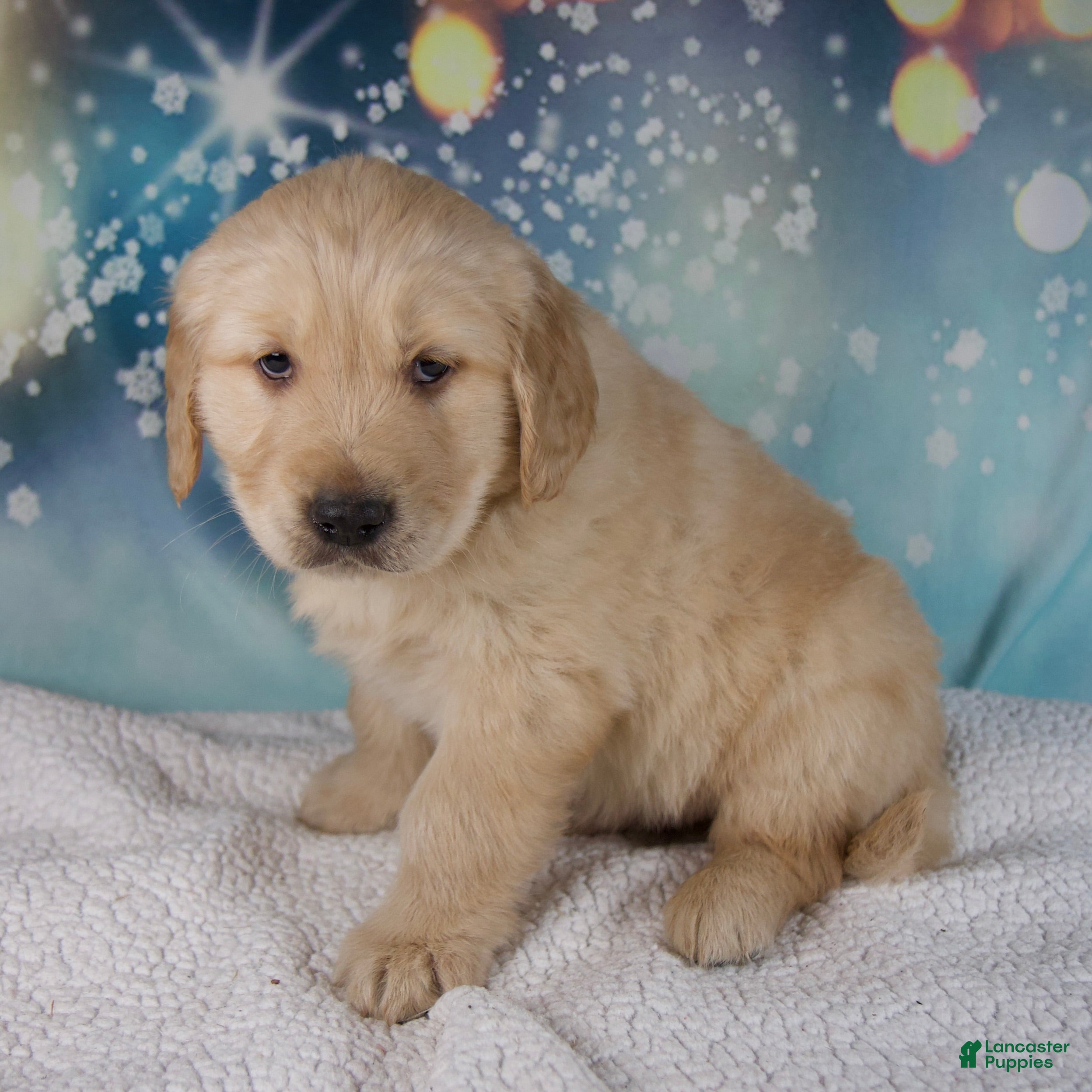 Golden Retriever dogs Edison - Ad 2
