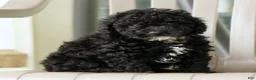 Miniature Poodle dogs for sale: Flower - Ad 5