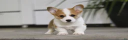Welsh Corgi Pembroke dogs for sale: Freddy - Ad 3