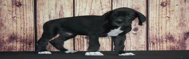 Great Dane 2