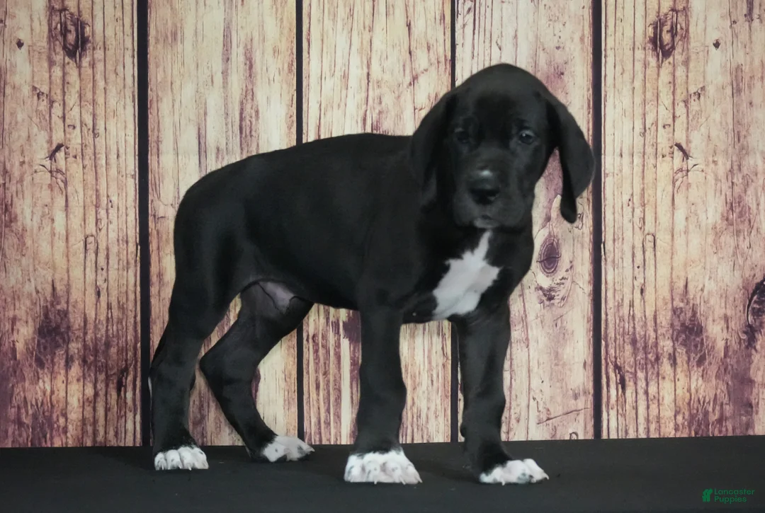 Great Dane dogs for sale: Great Dane 2 - Ad 1