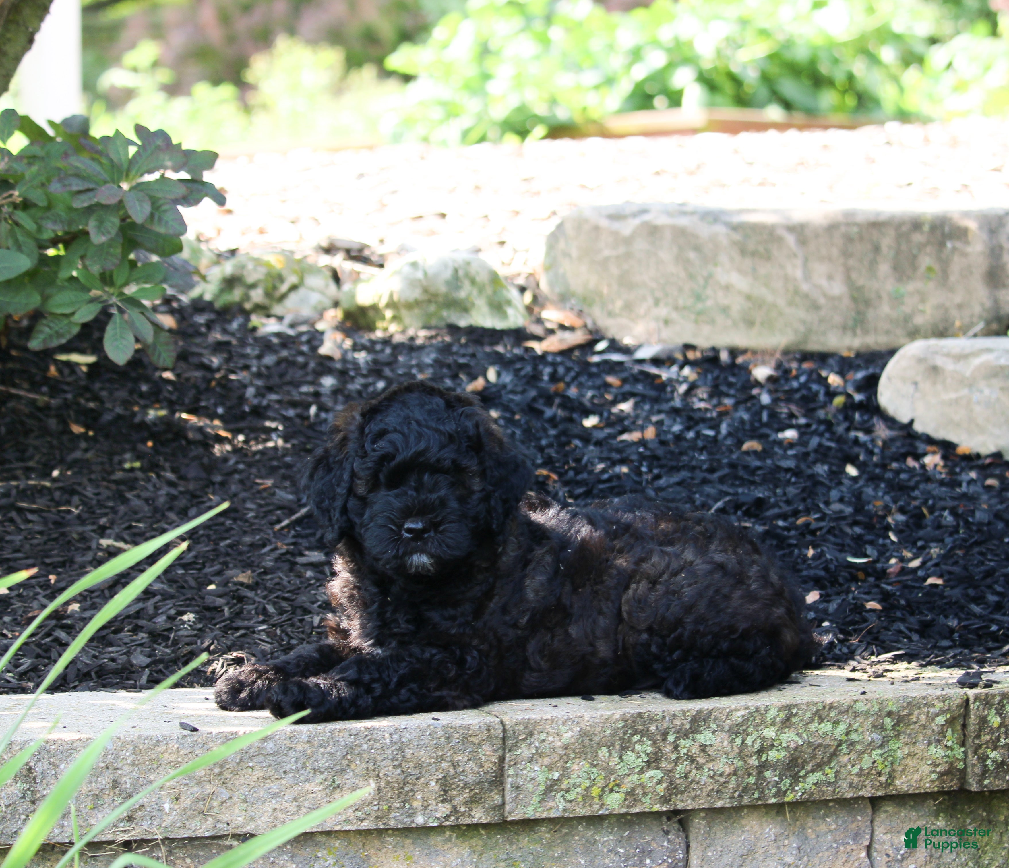 Mini Goldendoodle dogs Remi - Ad 1
