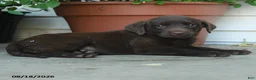 Labrador Retriever dogs for sale: Phoebe - Ad 4