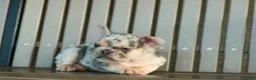 French Bulldog dogs for sale: Spencer 🐾 - Ad 28