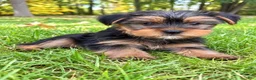 Yorkshire Terrier dogs for sale: Winston - Ad 3