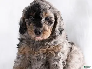 Goldendoodle dogs Beau - Ad 15