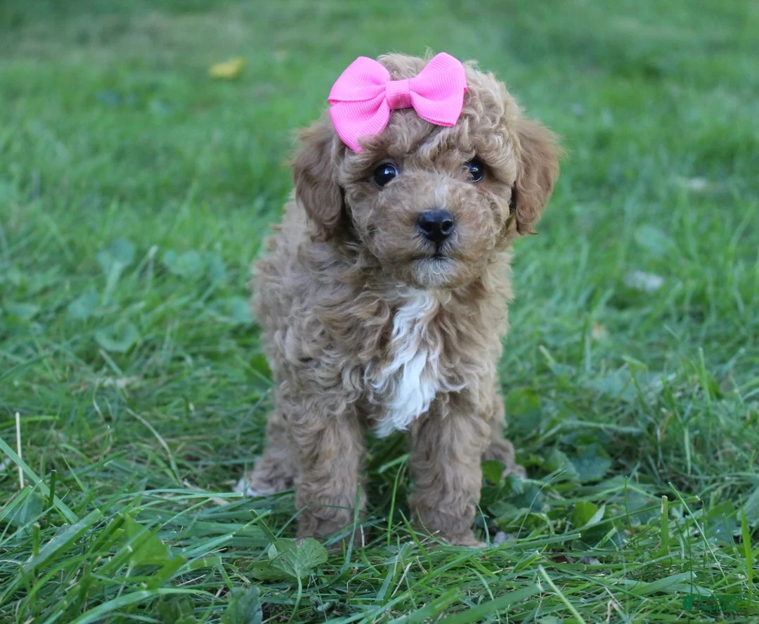 Mini Goldendoodle dogs for sale: Mia 🎀 - Ad 2