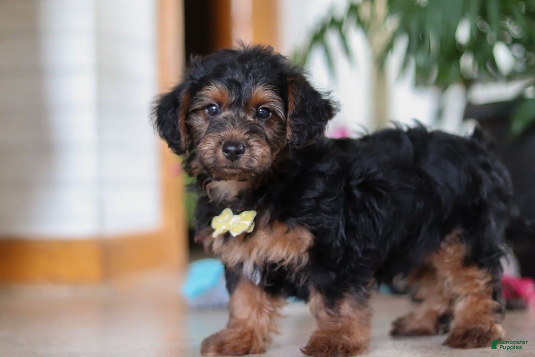Yorkiepoo dogs for sale: Jaden - Ad 4
