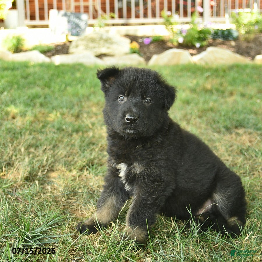 German Shepherd dogs Thor  - Ad 2