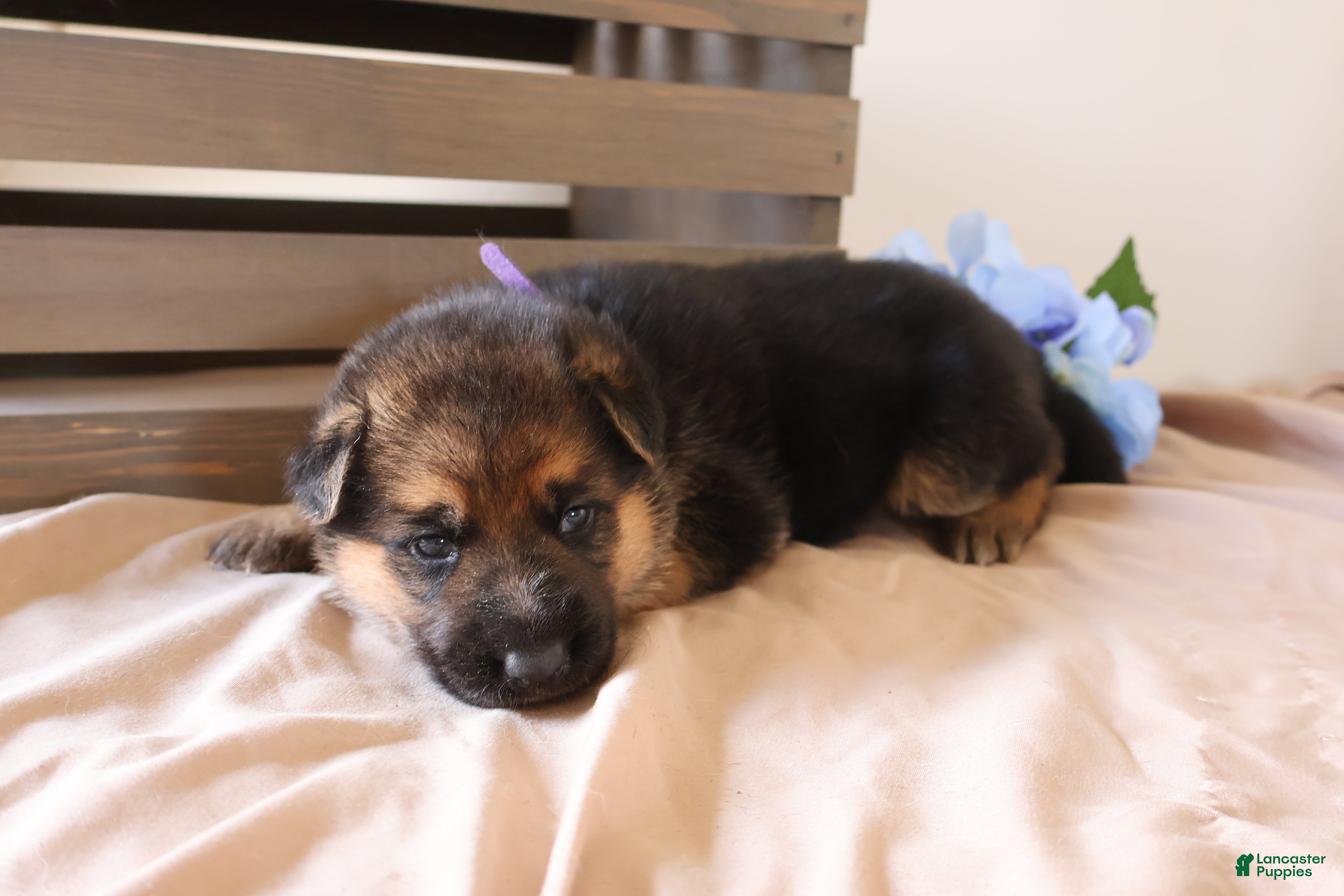 German Shepherd dogs Peanut - Ad 2