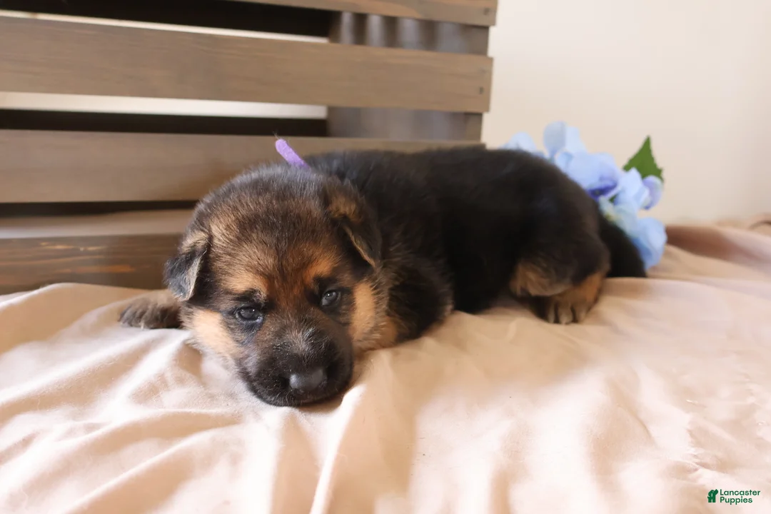 German Shepherd dogs for sale: Peanut - Ad 2