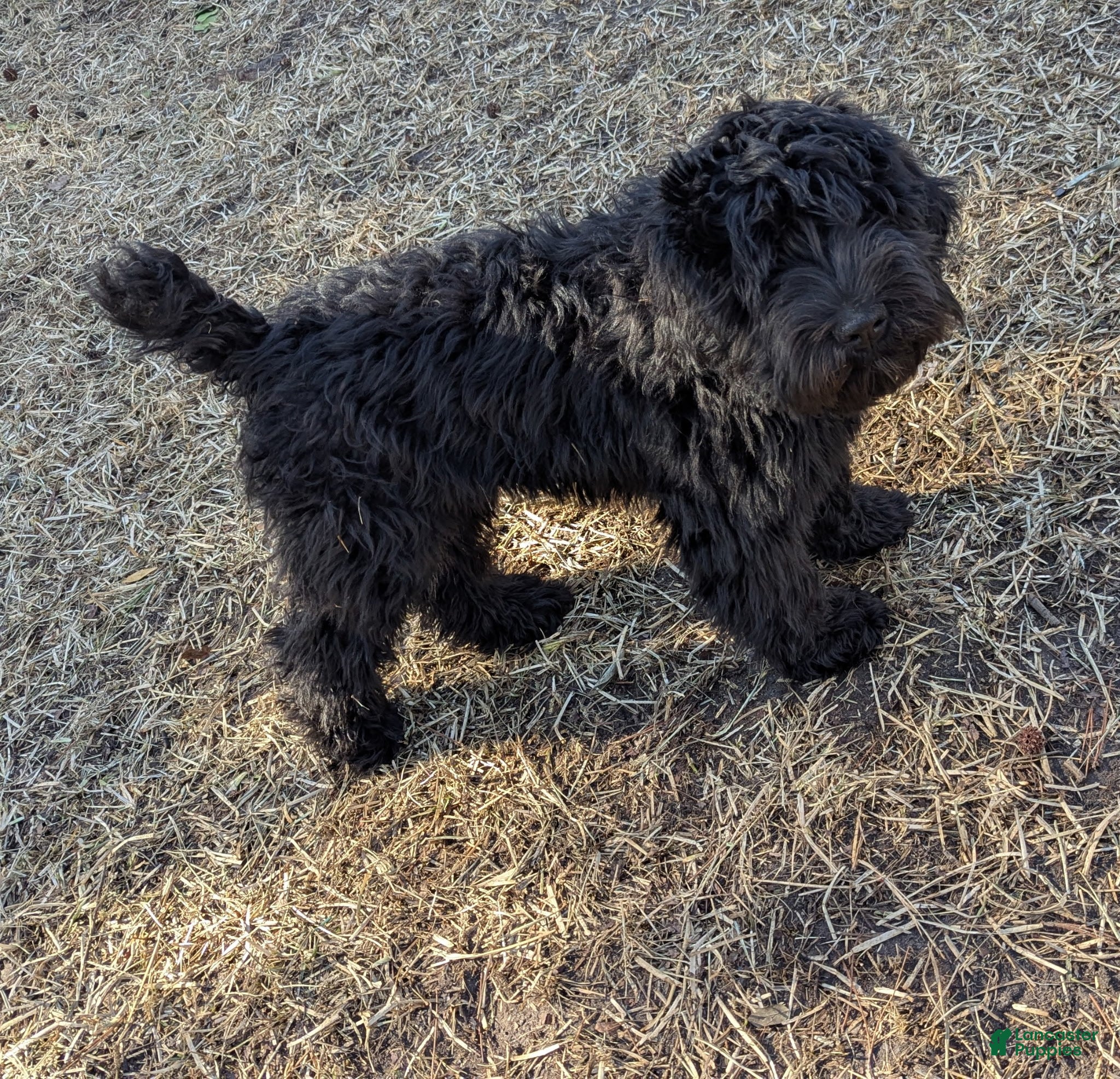 Whoodle dogs Red - Ad 5