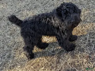 Whoodle dogs Red - Ad 5