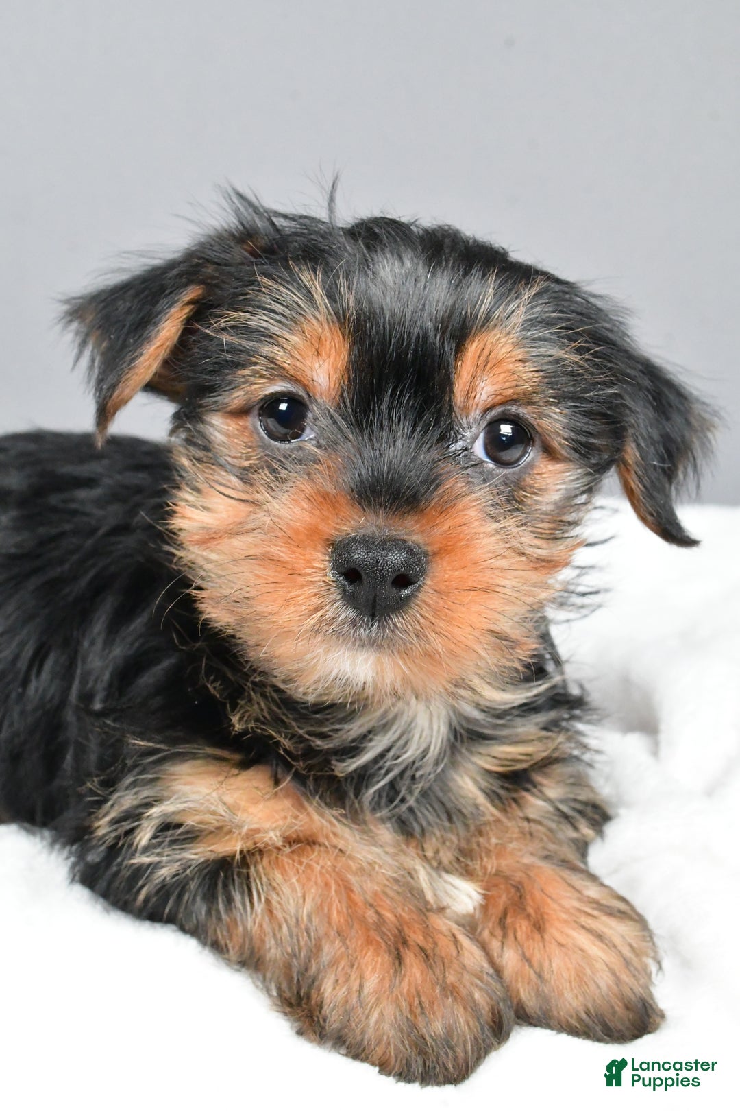 Yorkshire Terrier dogs for sale: Mia - Ad 5