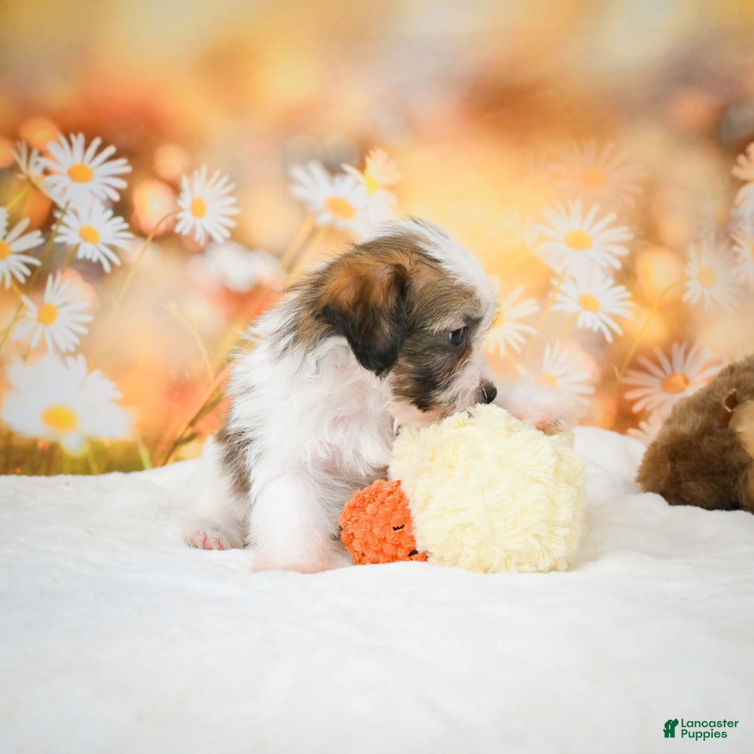 Yorkiepoo dogs for sale: Odal - Ad 8