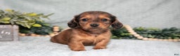 Miniature Dachshund dogs for sale: Kane - Ad 2