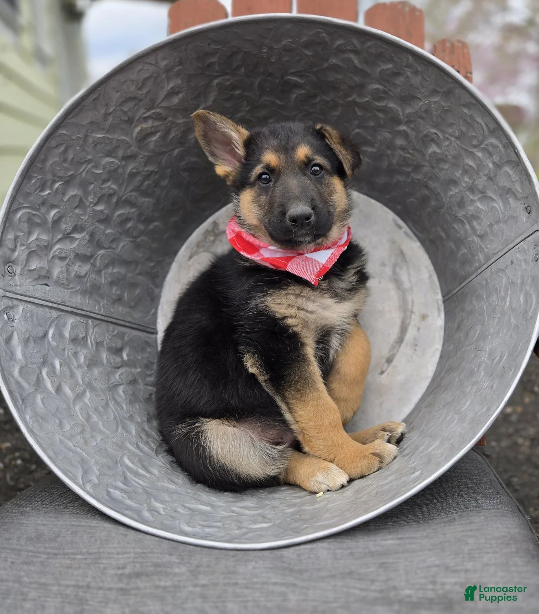 German Shepherd dogs for sale: Kent - Ad 1