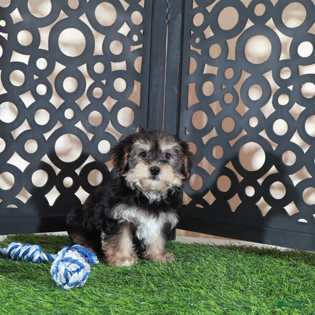 Yochon dogs for sale: Bear Playful Male Yochon Puppy - Ad 2