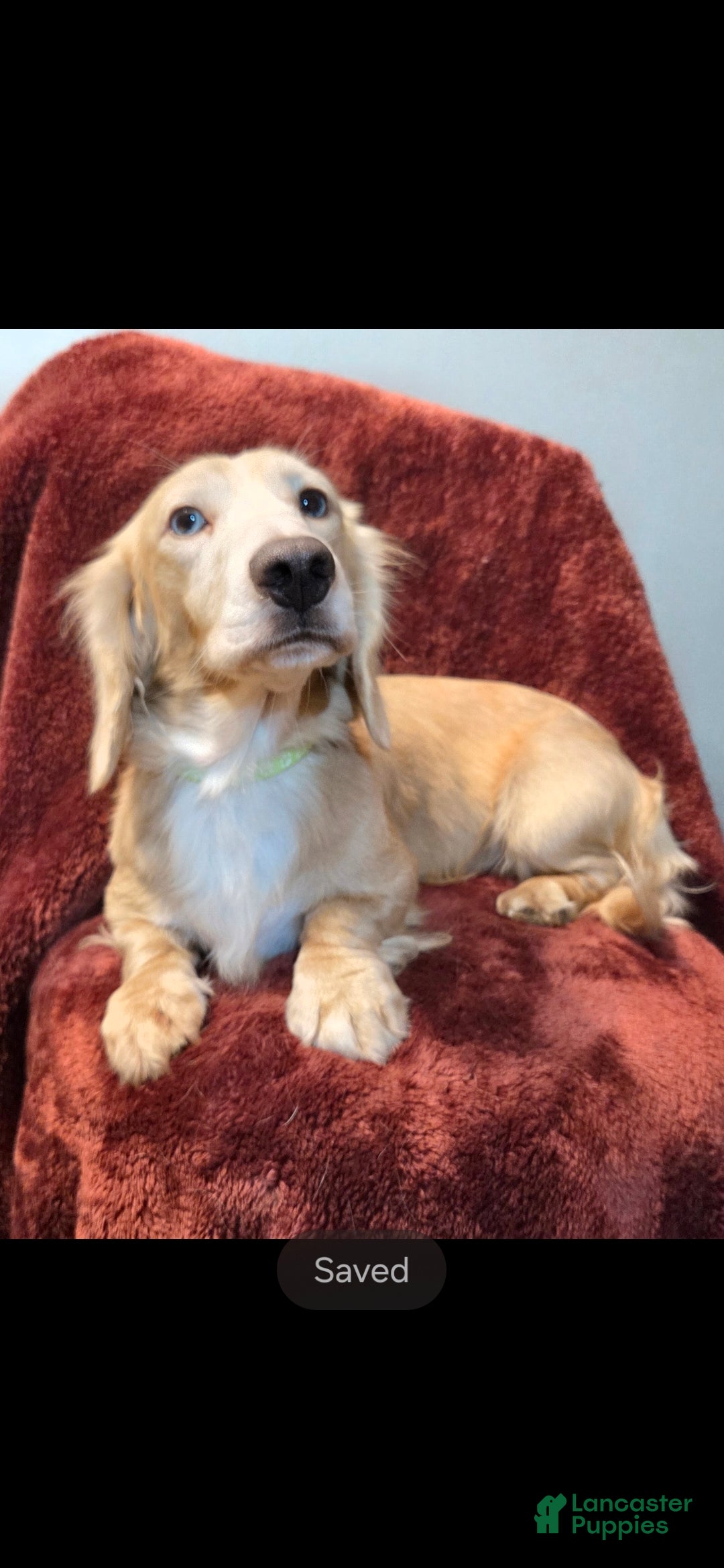 Miniature Dachshund dogs Chance - Ad 1