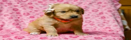 Golden Retriever dogs for sale: Dahlia Golden Retriever Puppy 7 - Ad 3
