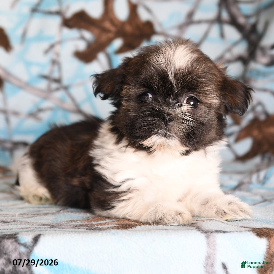 Shih Tzu dogs Candy - Ad 1