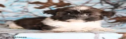 Shih Tzu dogs for sale: Candy - Ad 1