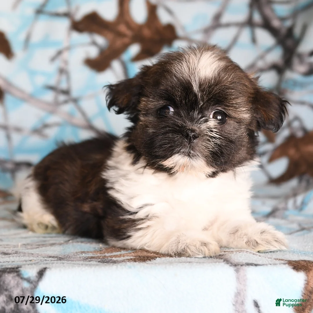 Shih Tzu dogs for sale: Candy - Ad 1