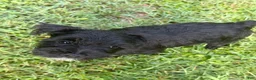 Miniature Schnauzer dogs for sale: Miniature Schnauzer 1 - Ad 4