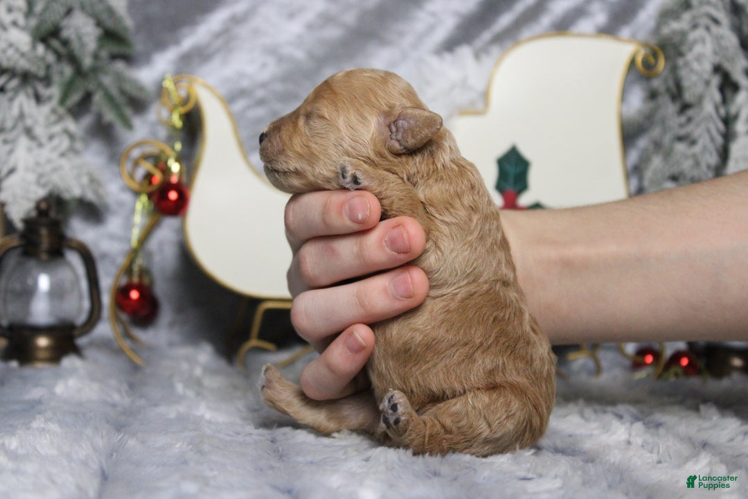 Toy Poodle dogs for sale: Garnet  - Ad 10