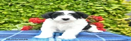 Yorkiepoo dogs for sale: Bowe  - Ad 4