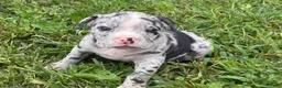 Olde English Bulldogge dogs for sale: Olde English Bulldogge 4 - Ad 5